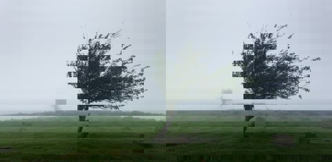 Boom in de storm