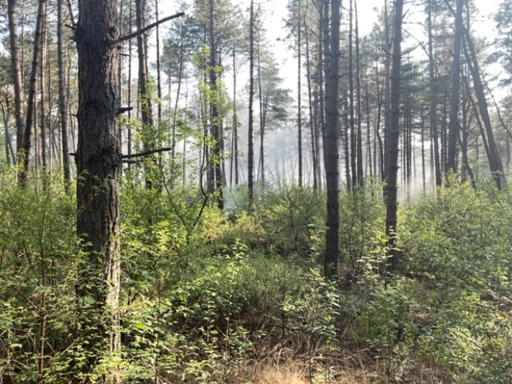 Brandweer lange tijd bezig met blussen van brand